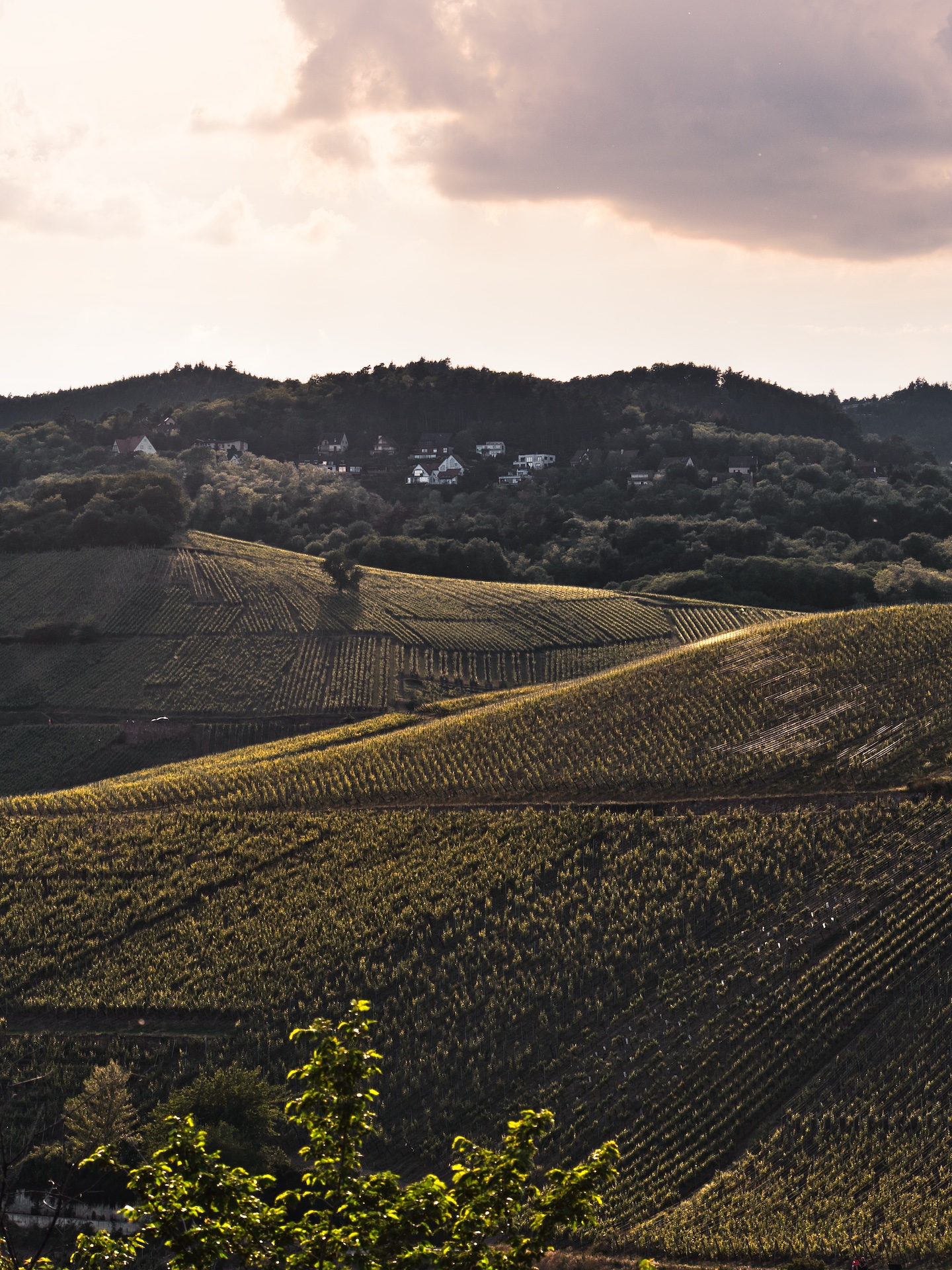 Image manquante (paysage vosges )