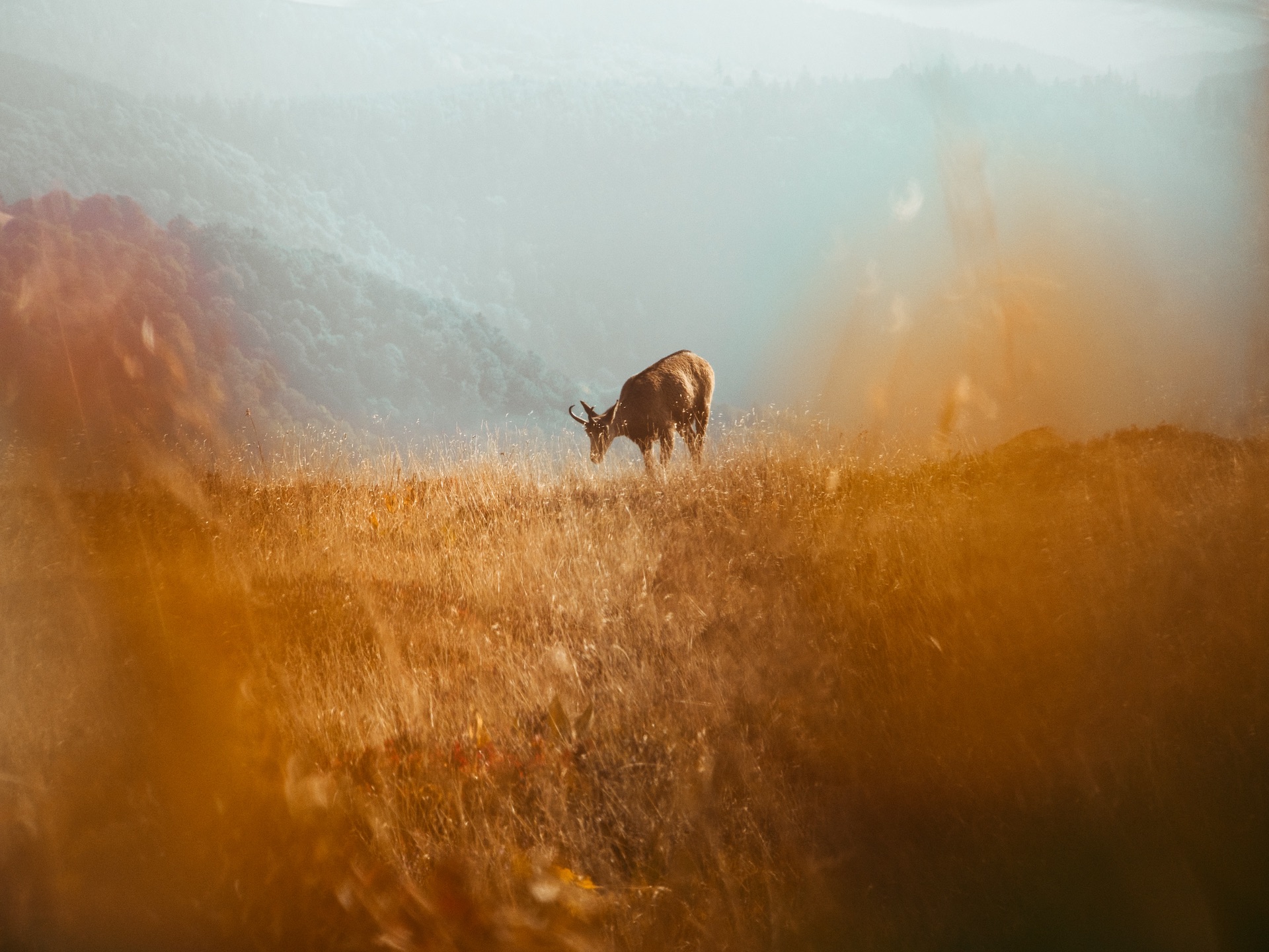 Image manquante (vosges animalier )