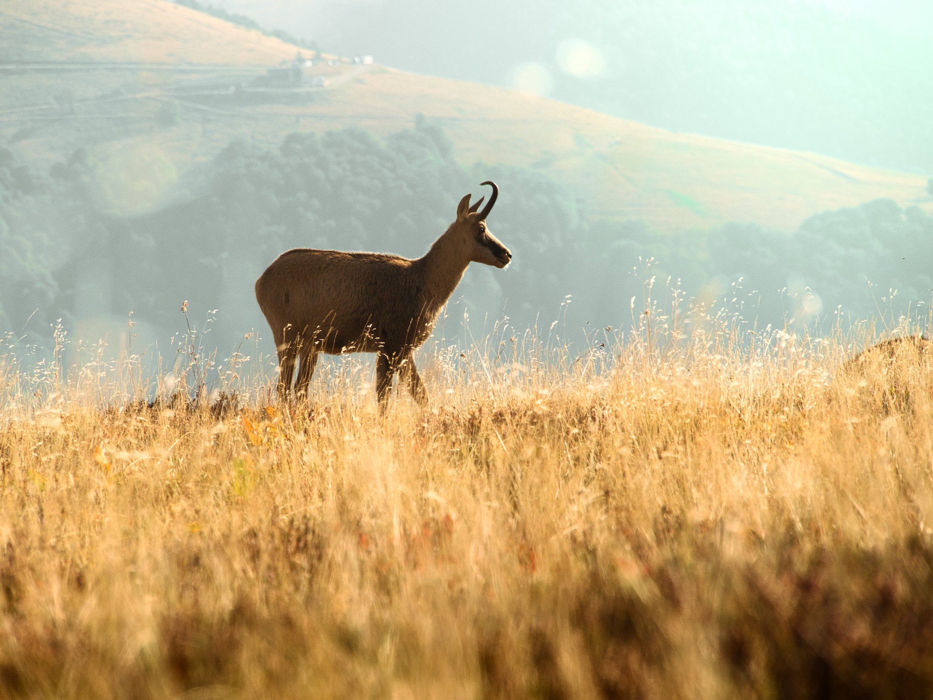 Image manquante (vosges animalier )